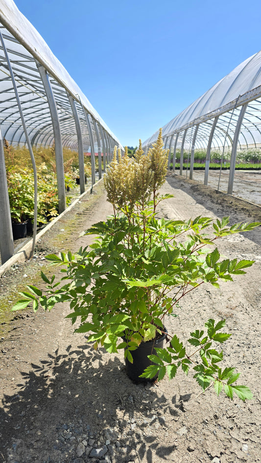 Astilbe chinensis 'Lowlands White'