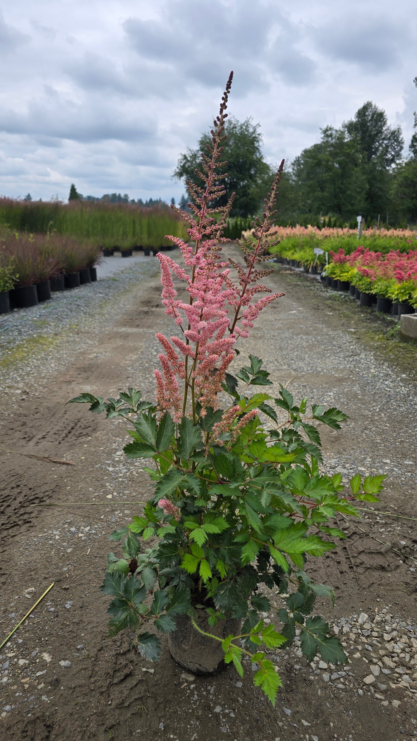 Astilbe chinensis 'Satin Pearls'