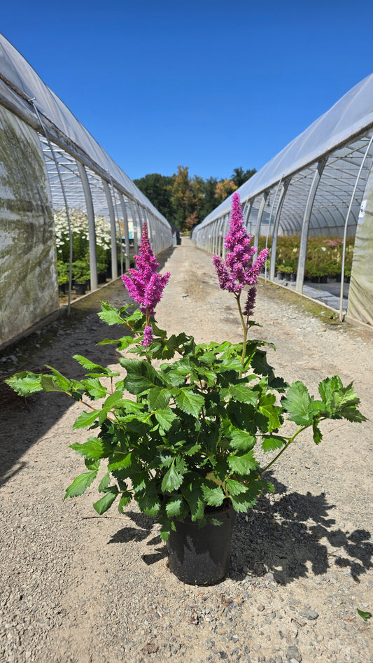 Astilbe chinensis 'Visions'