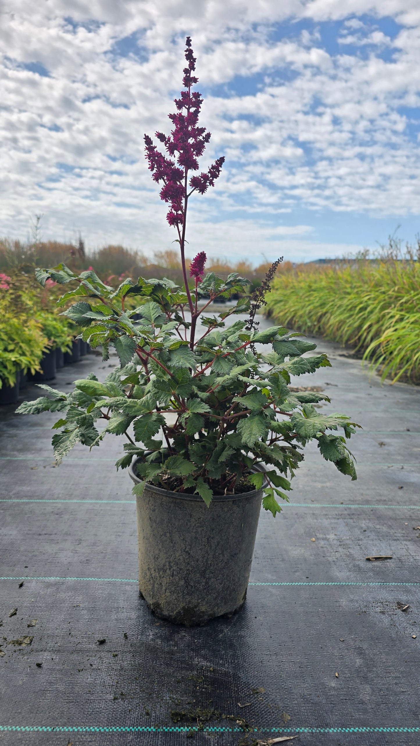 Astilbe chinensis 'Visions Volcano'