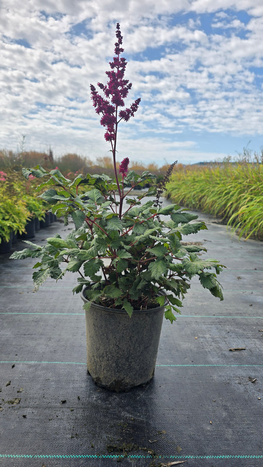 Astilbe chinensis 'Visions Volcano'
