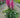 Astilbe chinensis 'Little Vision in Pink'