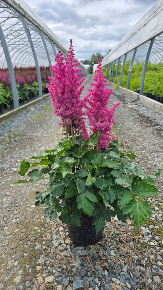 Astilbe chinensis 'Little Vision in Pink'