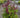 Astilbe chinensis 'Vision in Red' PP1196
