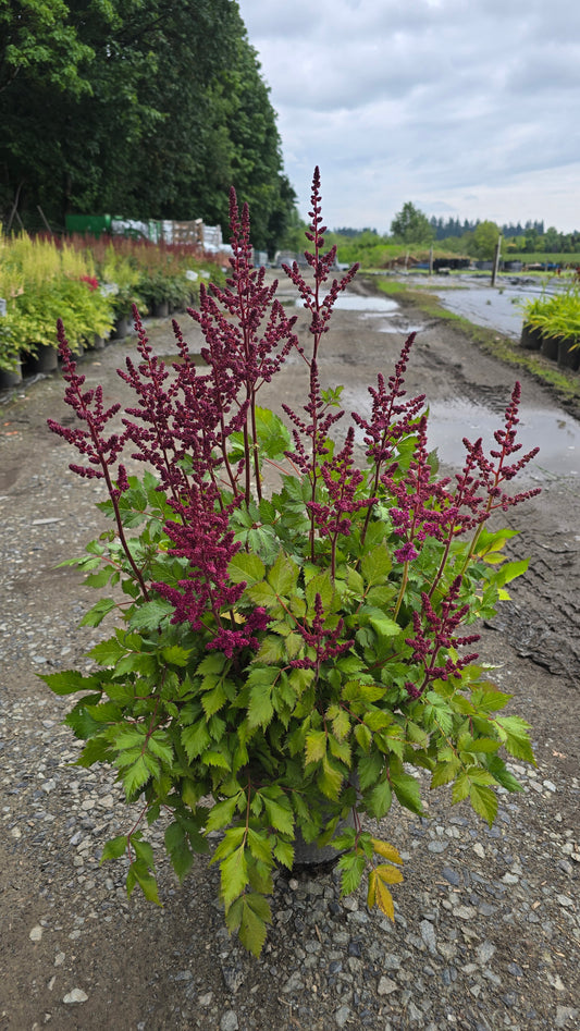 Astilbe chinensis 'Vision in Red' PP1196