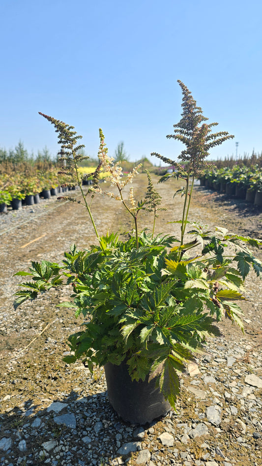 Astilbe chinensis 'Visions in White'