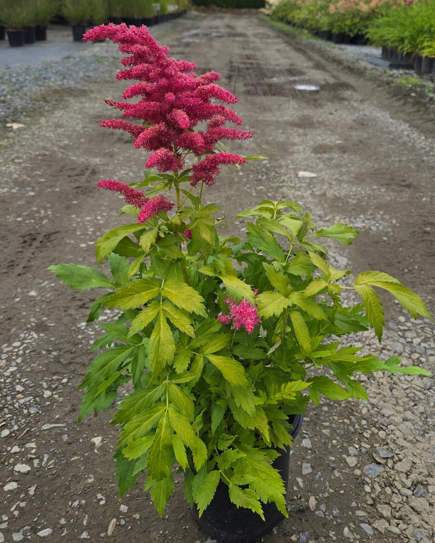 Astilbe hybrid 'Younique Cerise'