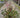 Delft Lace Astilbe