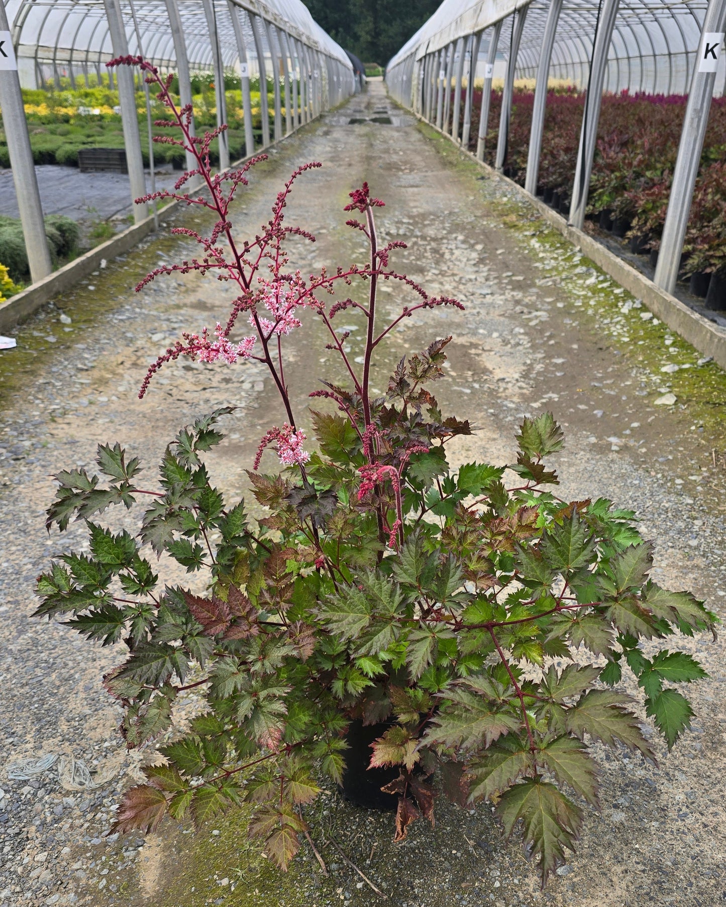 Astilbe Hybrid 'Delft Lace' PP19839