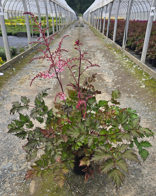 Astilbe Hybrid 'Delft Lace' PP19839