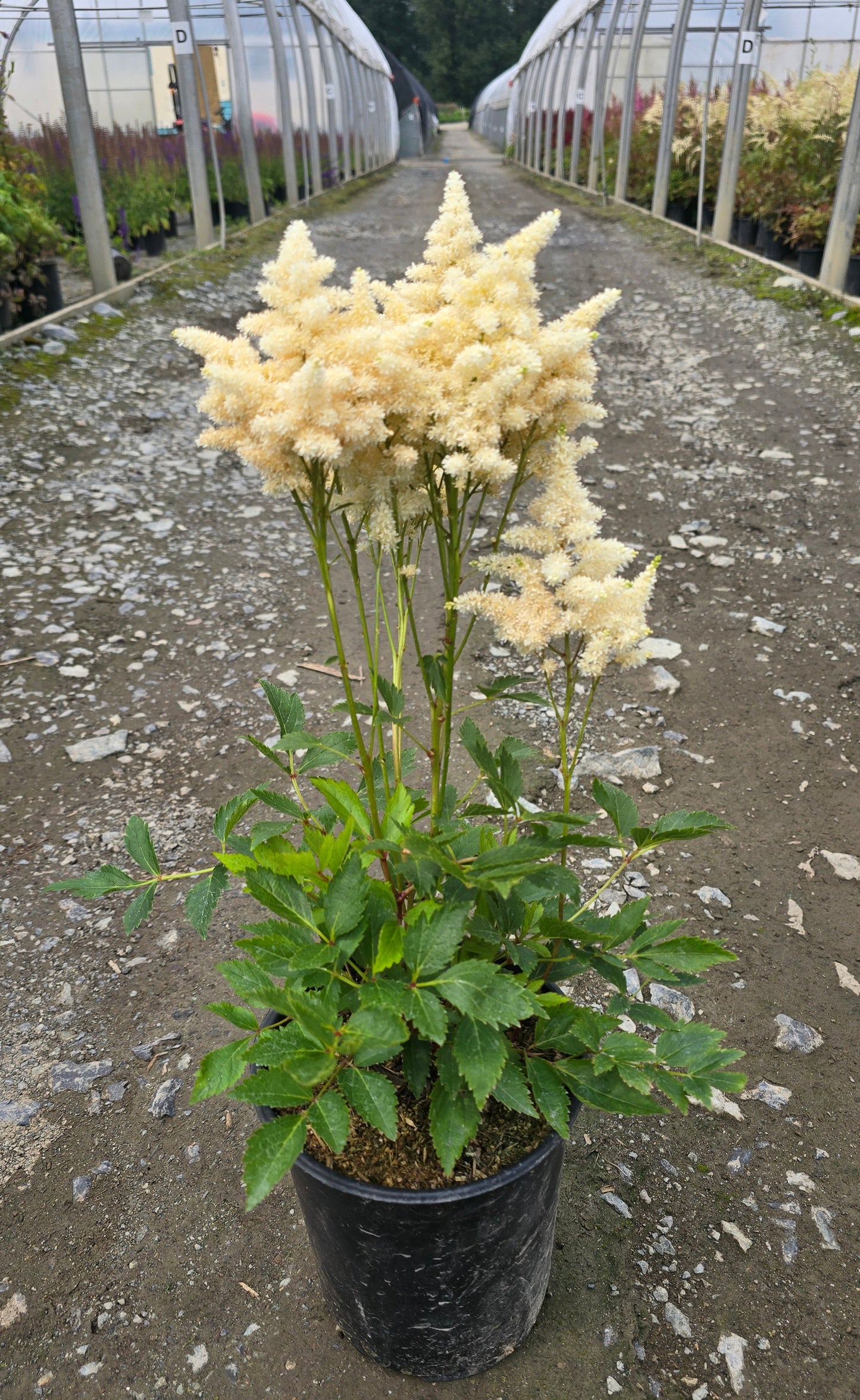 Astilbe arendsii 'Happy Day'