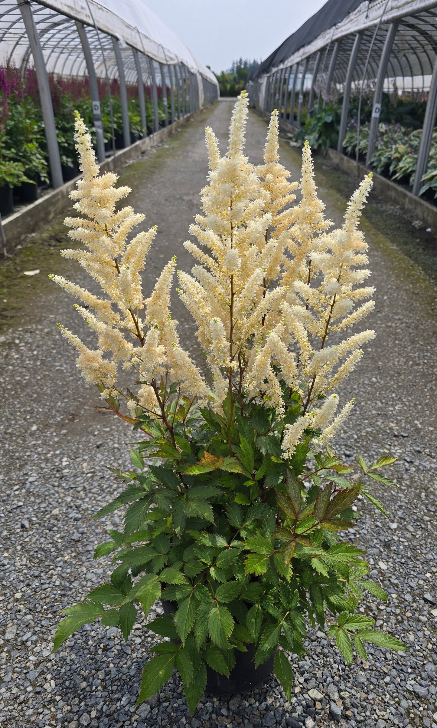 Astilbe hybrid 'Happy Spirit'