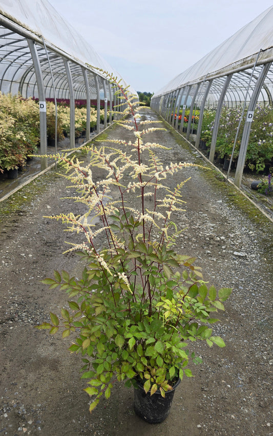 Astilbe hybrid 'Moccachino'