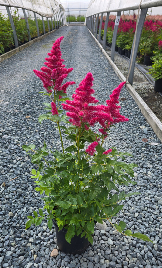 Astilbe hybrid 'Younique Carmine'