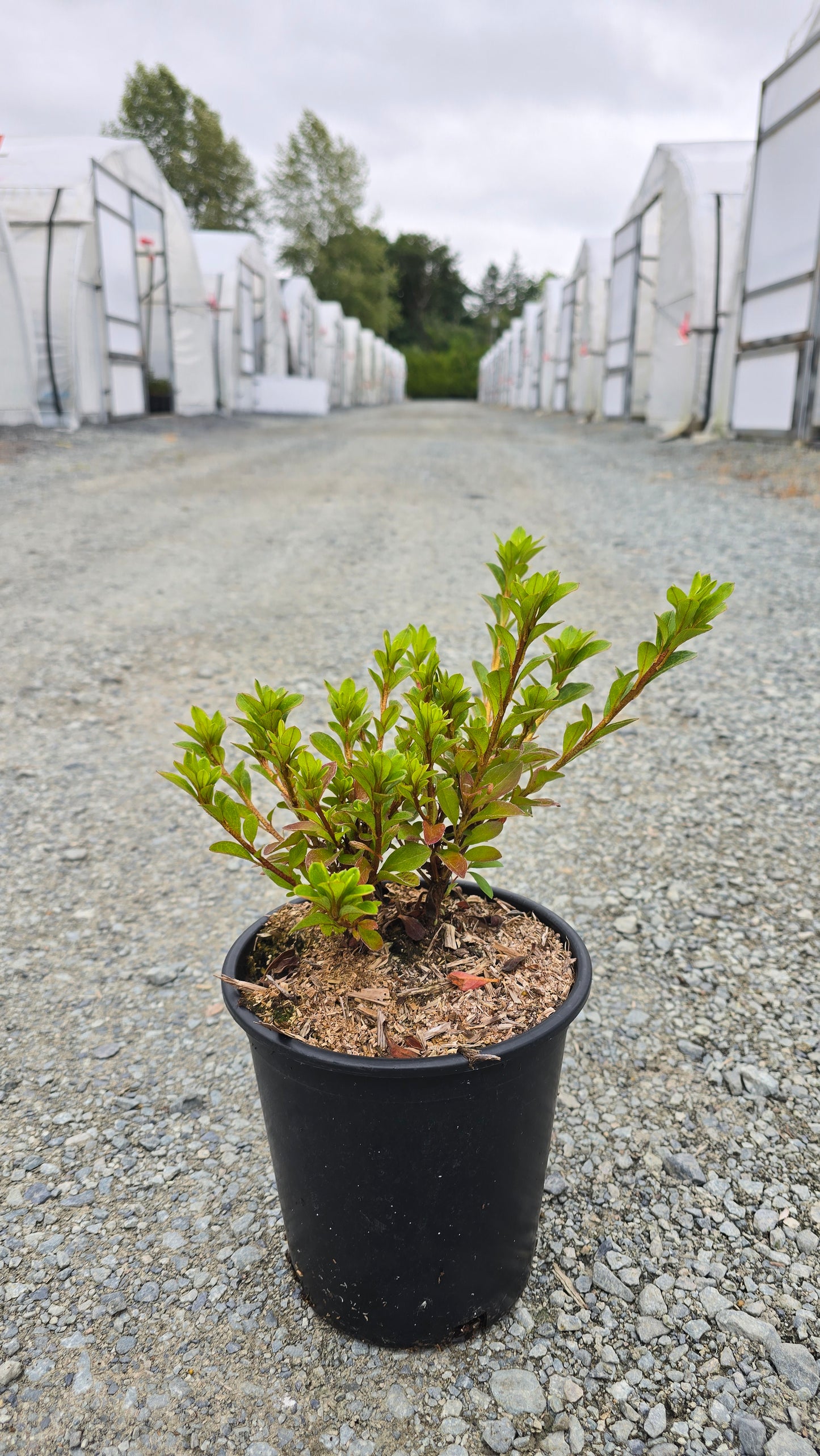 Azalea hybrid 'Fridoline'