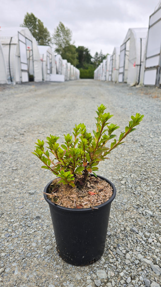Azalea hybrid 'Fridoline'