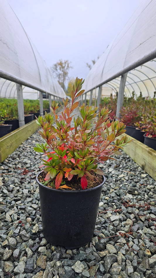 Azalea hybrid 'Girard's Crimson'
