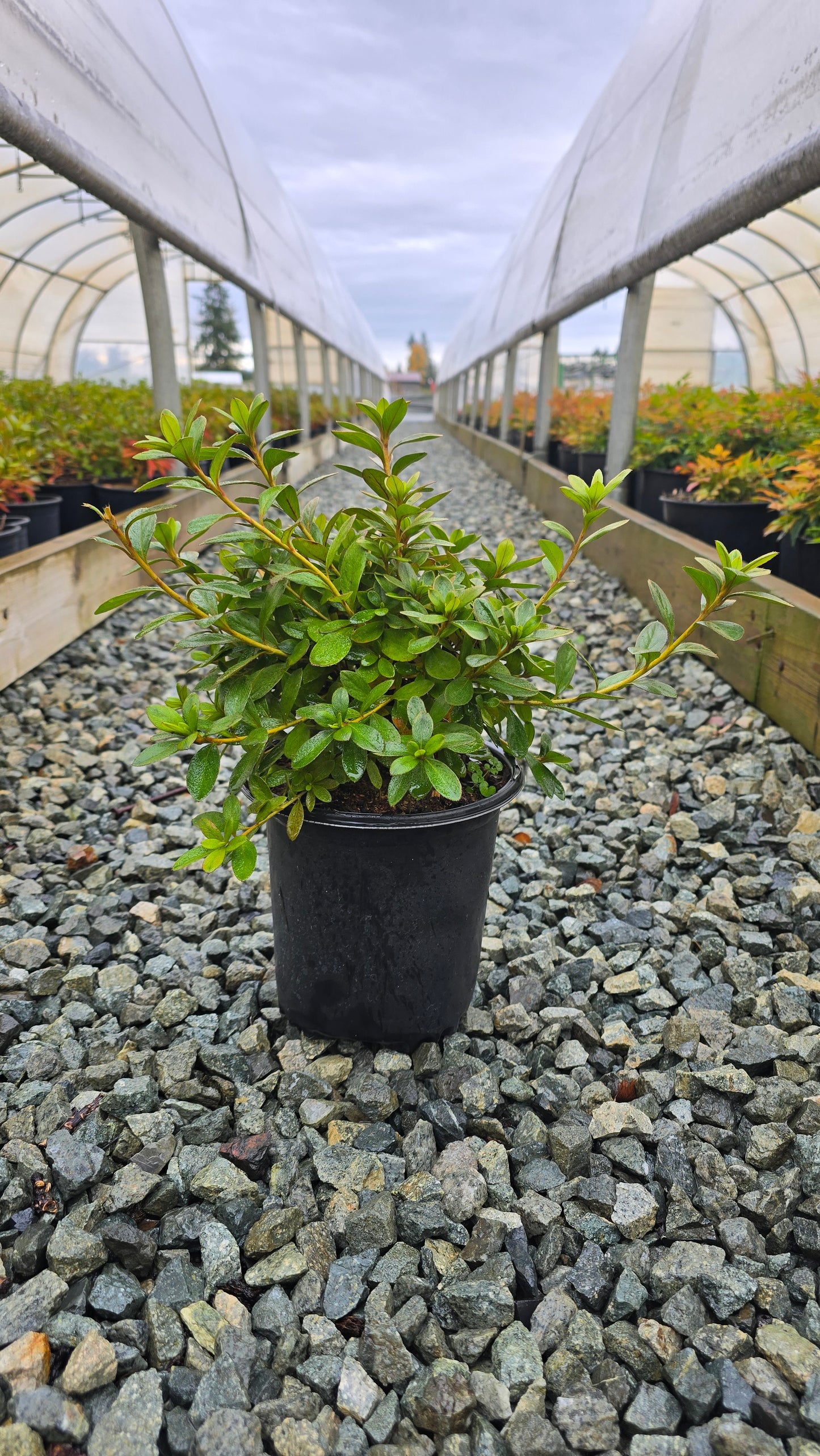 Azalea hybrid 'Girard's Purple'