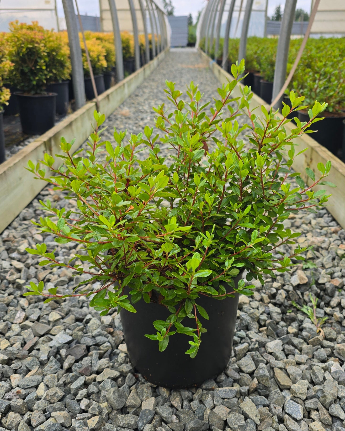 Azalea hybrid 'Hino-Crimson'