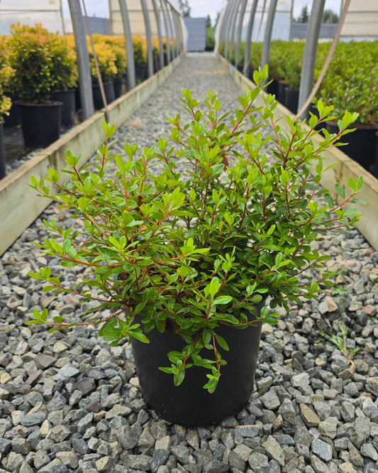 Azalea hybrid 'Hino-Crimson'