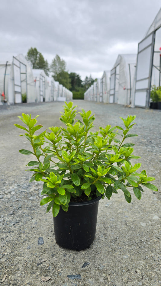 Azalea hybrid 'Hino White'