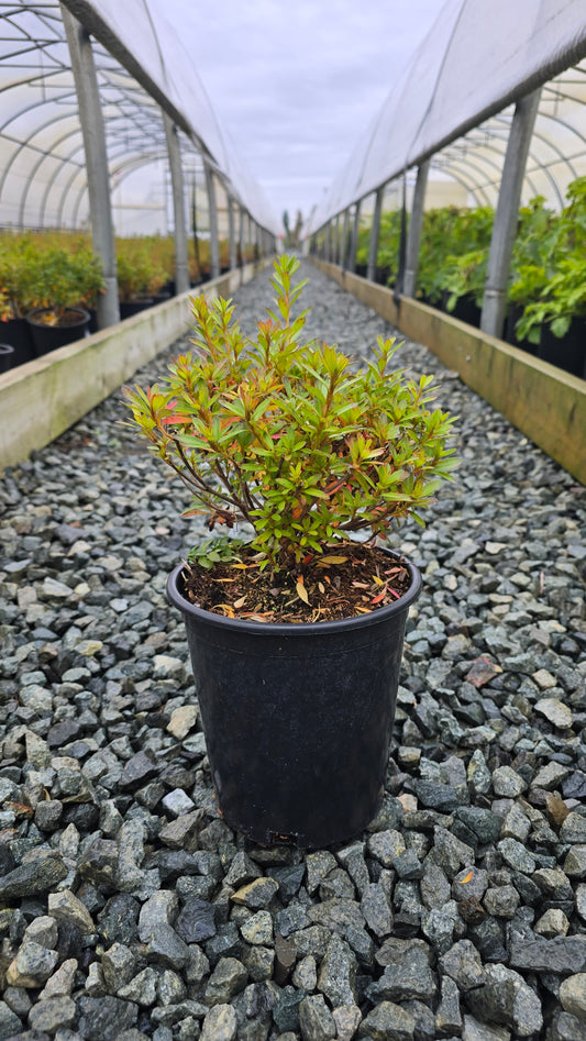 Azalea hybrid Déjà Bloom® Orchid Showers™ PP26883