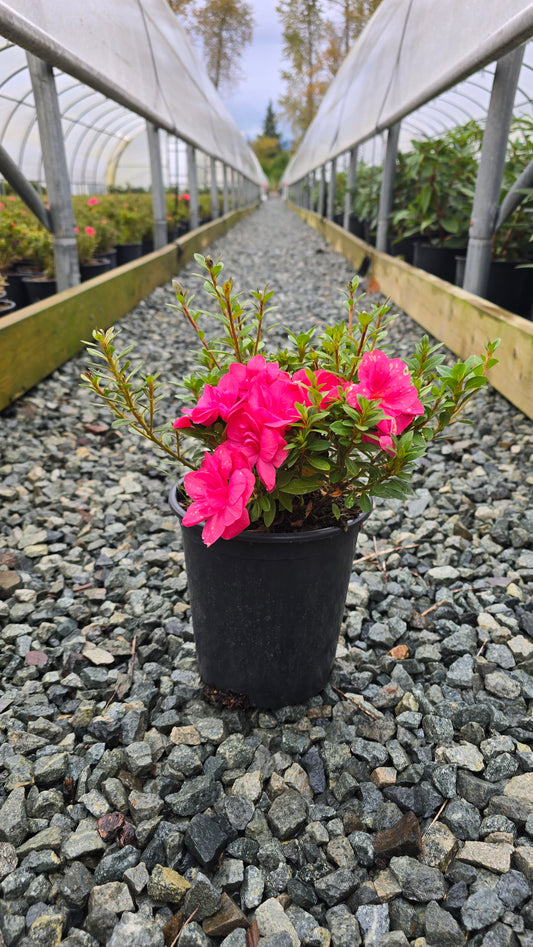 Azalea hybrid Déjà Bloom® Smitten ('JBG 19-006')