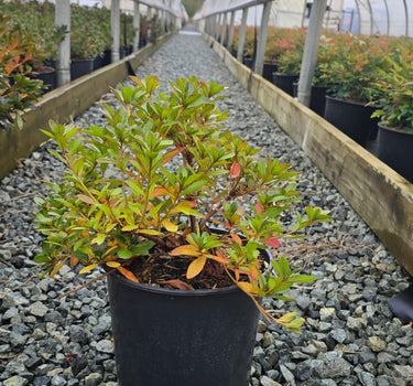 Azalea hybrid 'Girard's Purple'