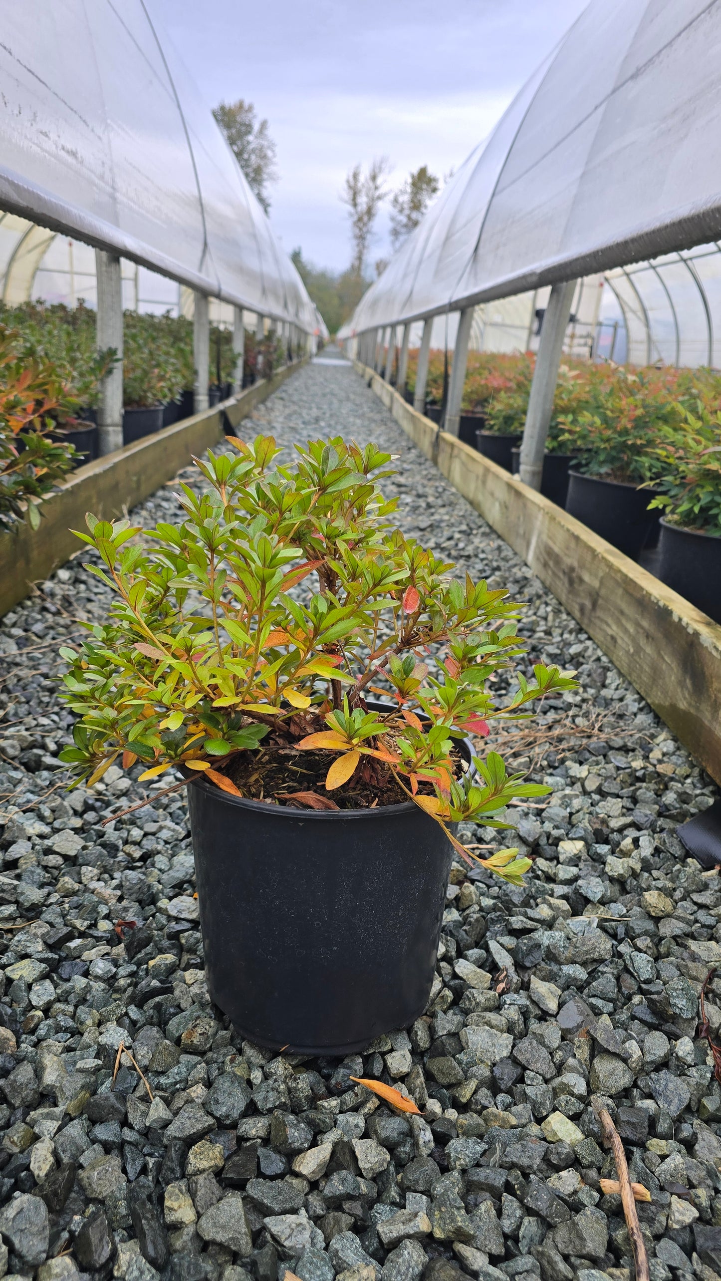 Azalea hybrid 'Girard's Purple'