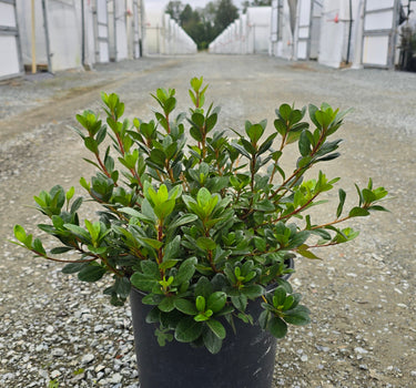Azalea hybrid 'Hino-Crimson'