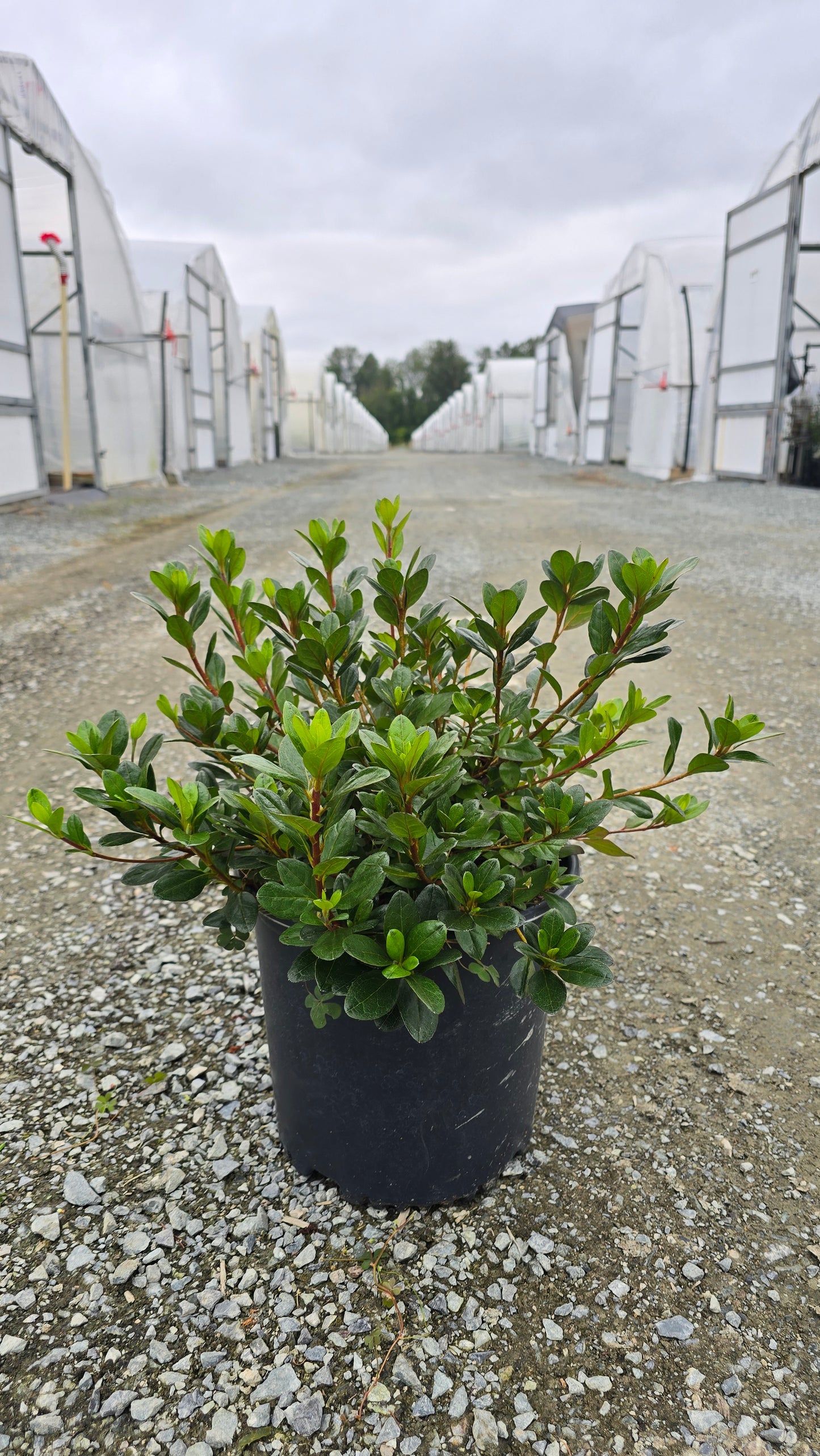 Azalea hybrid 'Hino-Crimson'