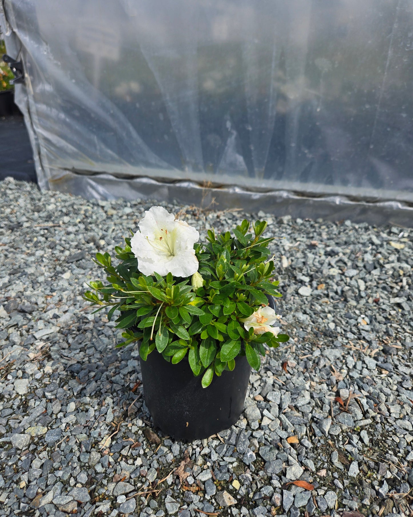Azalea hybrid 'Gumpo White'