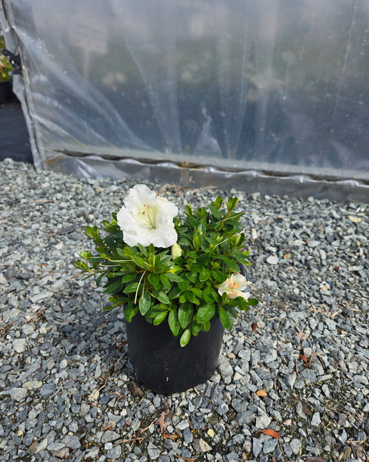 Azalea hybrid 'Gumpo White'
