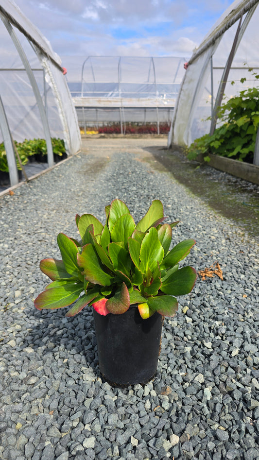 Bergenia 'Bressingham White'