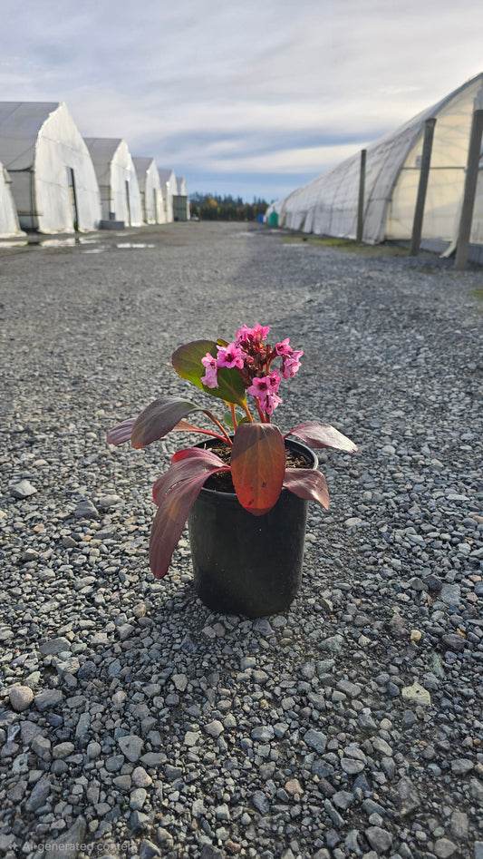 Bergenia 'Pink Dragonfly'