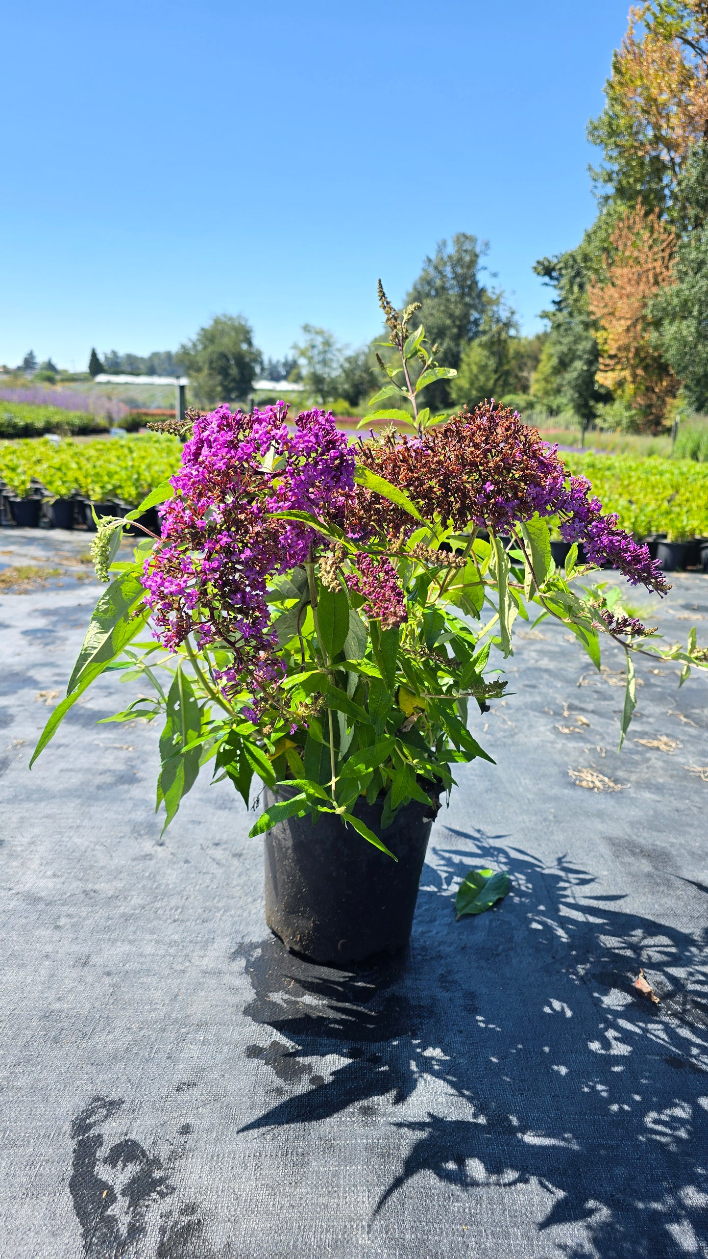 Buddleia hybrid 'Violet Cascade' PP34298