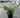 Buxus hybrid 'Calgary' - Calgary Boxwood