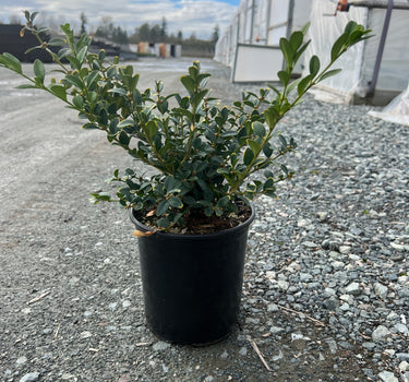 Buxus hybrid 'Calgary' - Calgary Boxwood