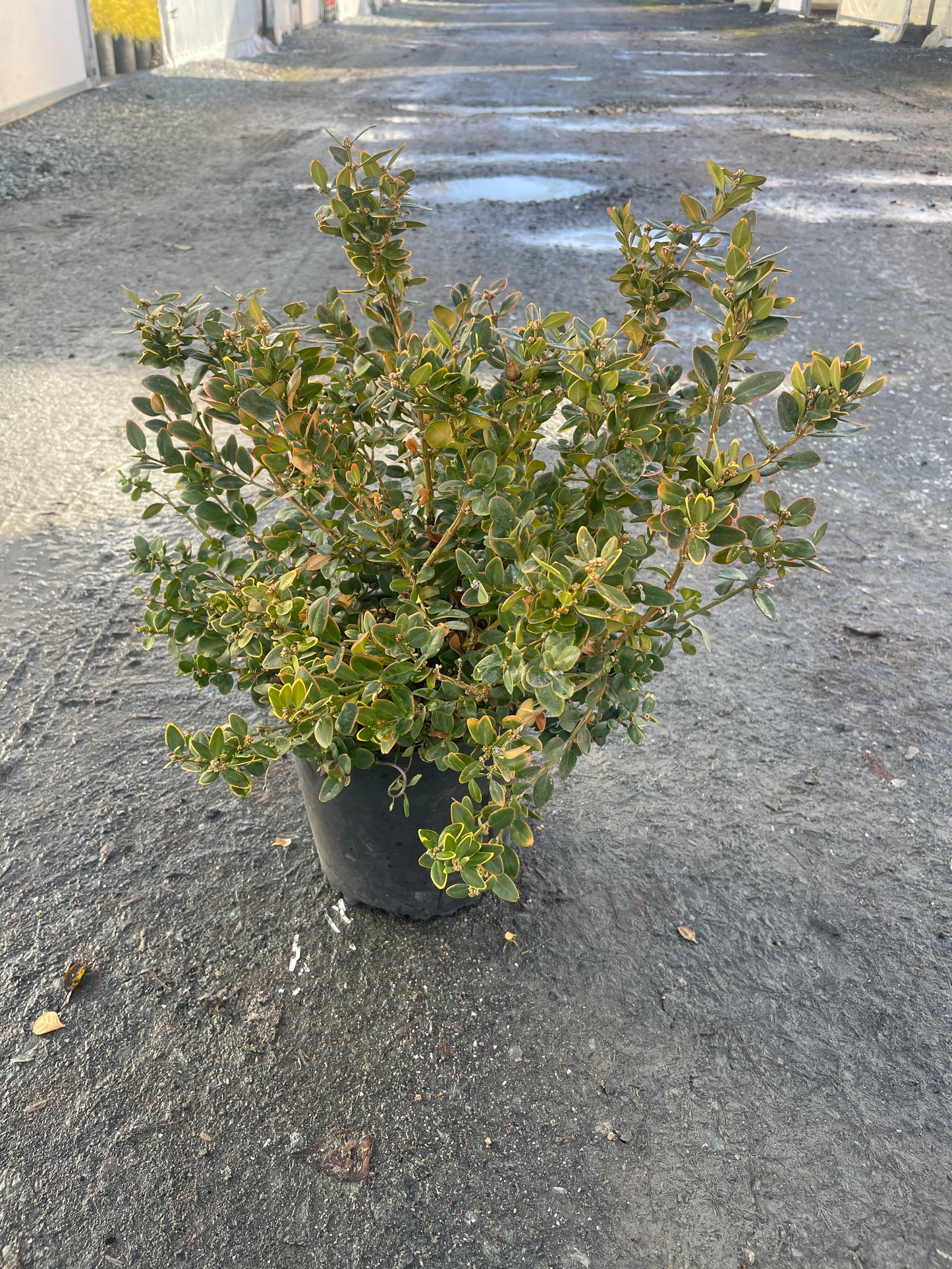 Buxus hybrid Gordo™ ('Conrowe') PP19924 - Gordo™ Boxwood*
