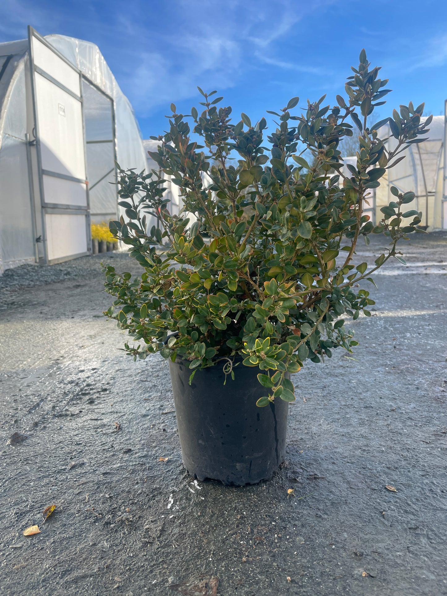 Buxus hybrid Gordo™ ('Conrowe') PP19924 - Gordo™ Boxwood*