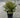 Green Ice Boxwood