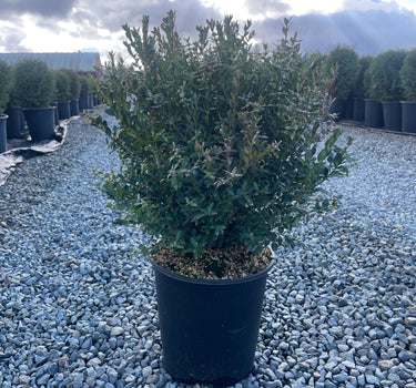 Green Mound Boxwood