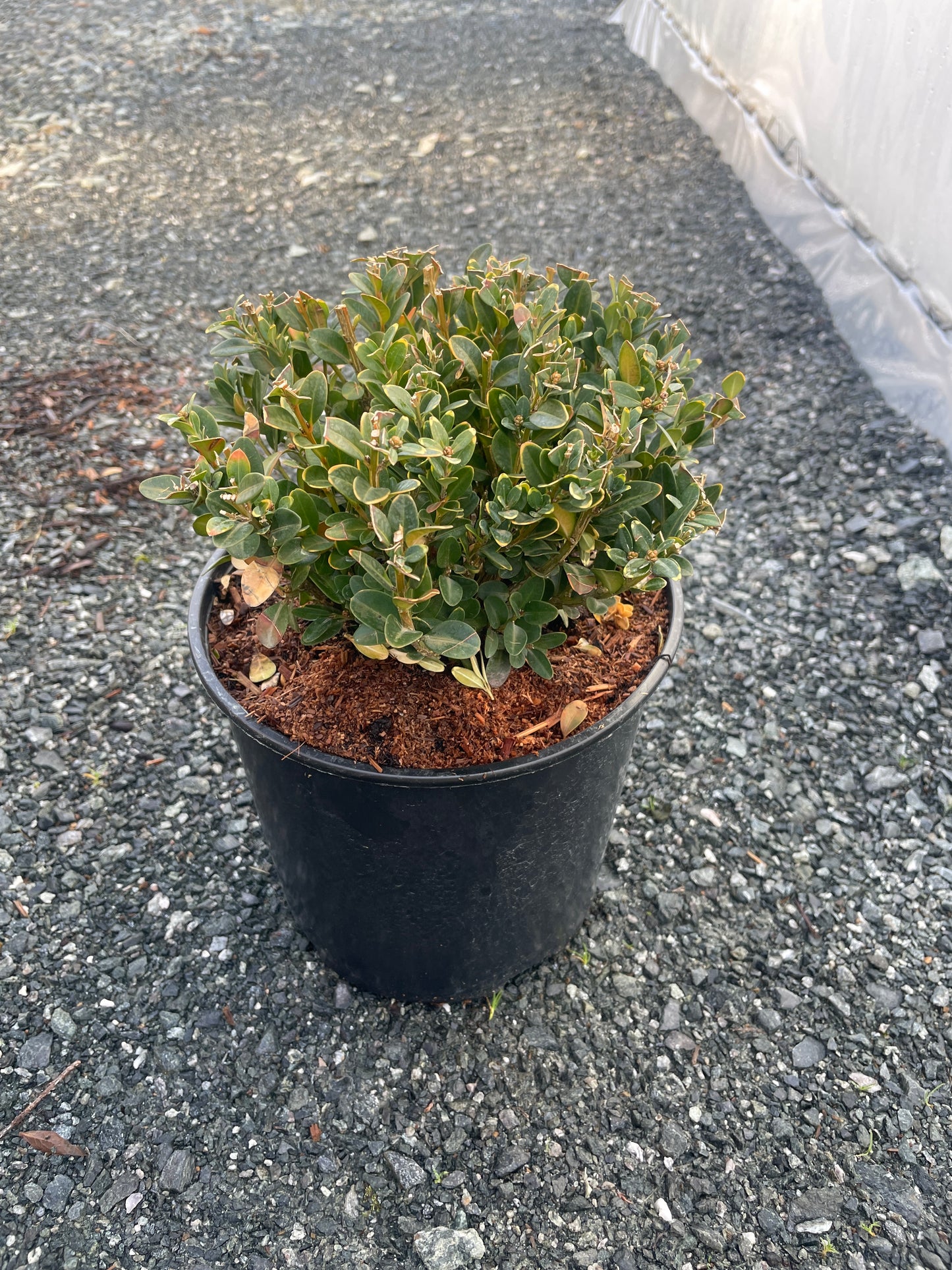 Buxus hybrid 'Green Velvet' - Green Velvet Boxwood