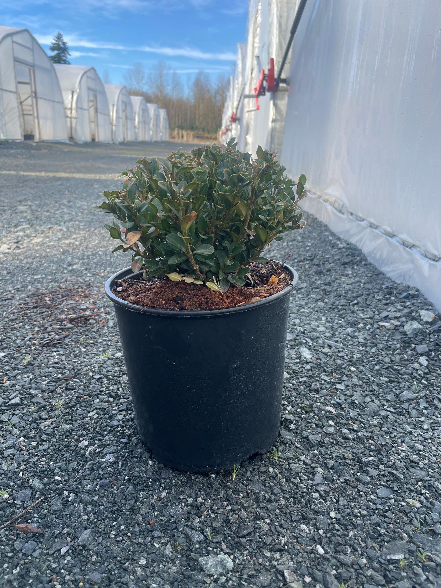 Buxus hybrid 'Green Velvet' - Green Velvet Boxwood