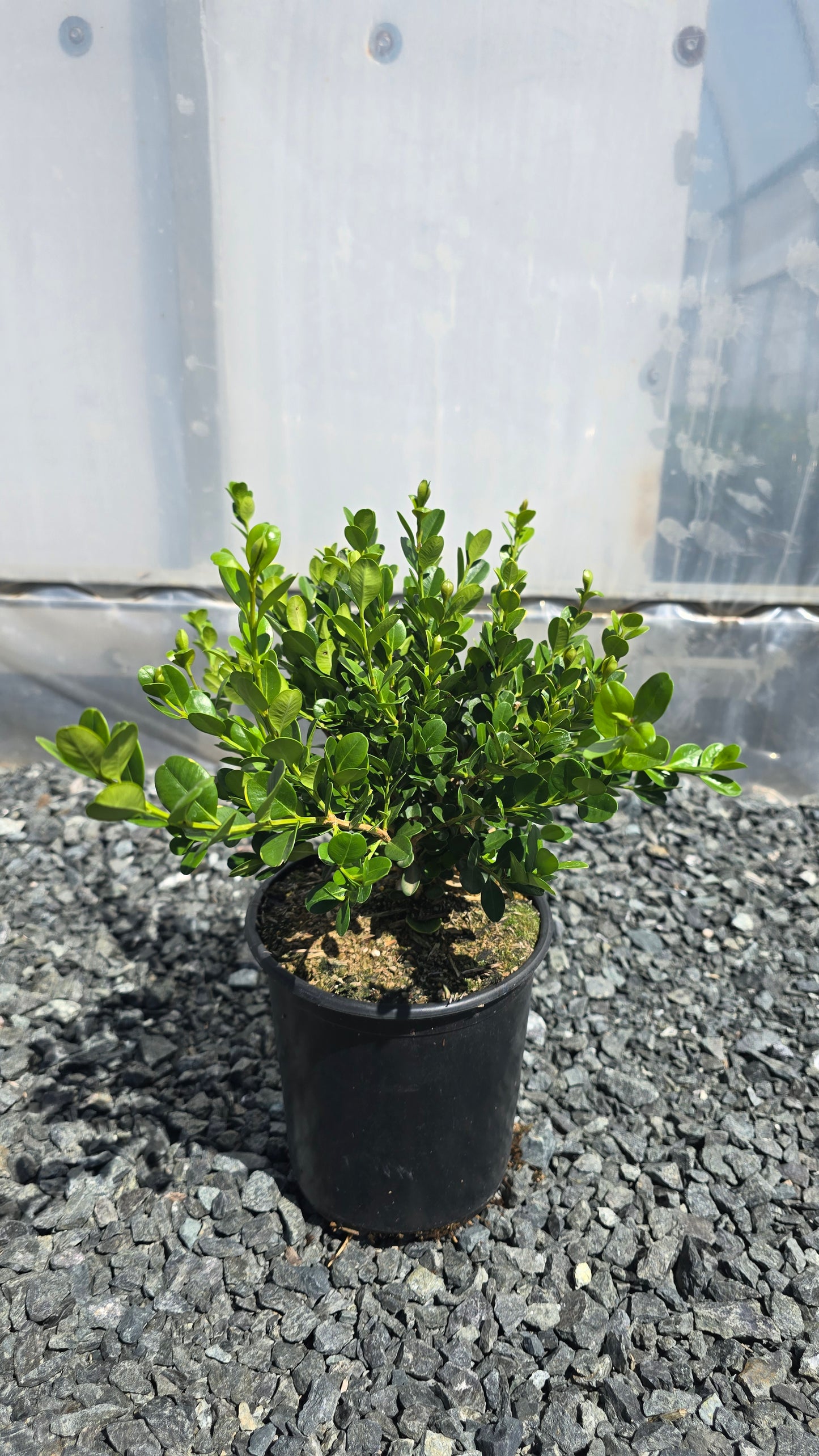 Buxus 'Winter Gem' - Winter Gem Boxwood
