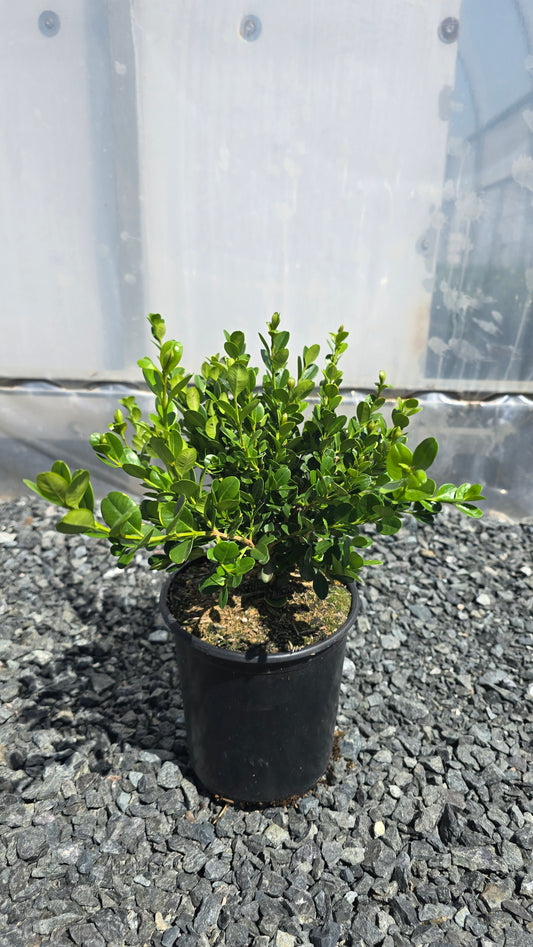 Buxus 'Winter Gem' - Winter Gem Boxwood