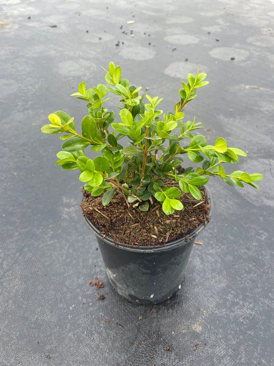 Buxus 'Winter Gem' - Winter Gem Boxwood