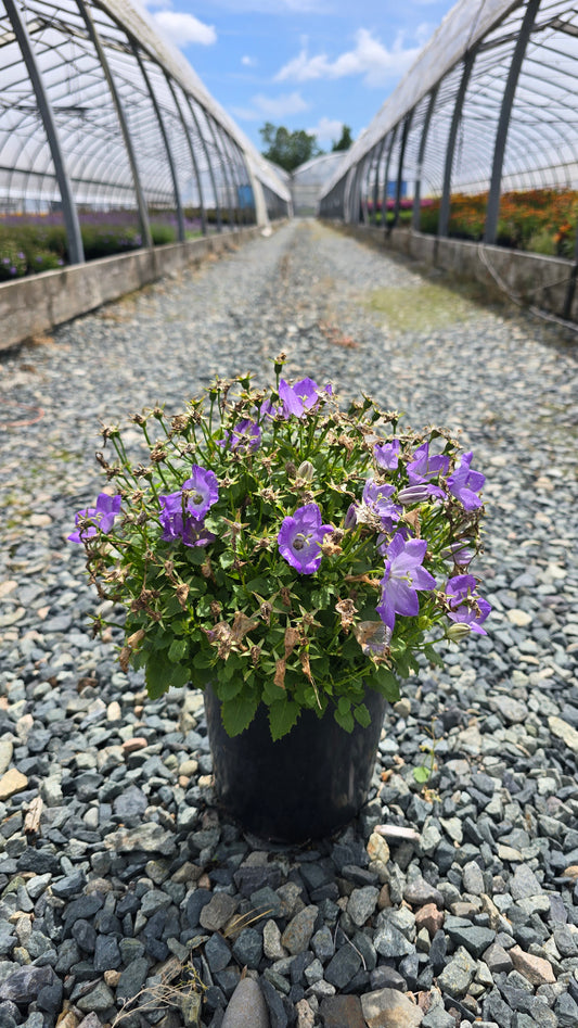 Campanula carpatica 'Delft Teacups'