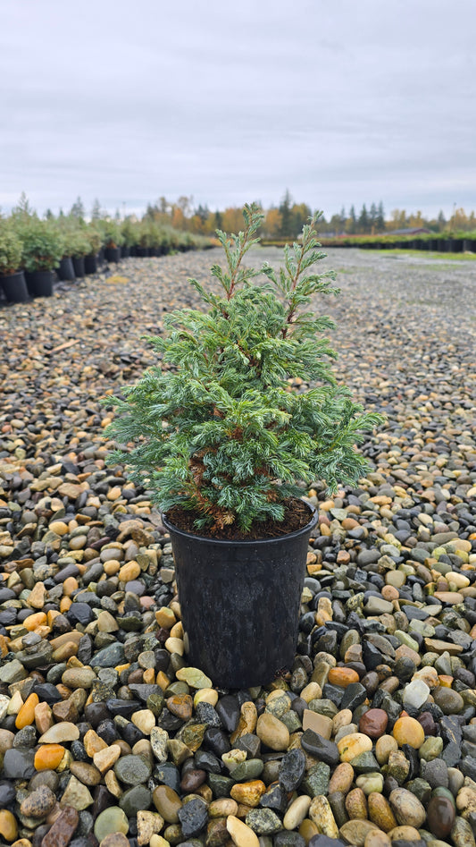 Chamaecyparis pisifera 'Cyano Viridis'