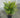 Night Light Hinoki Cypress
